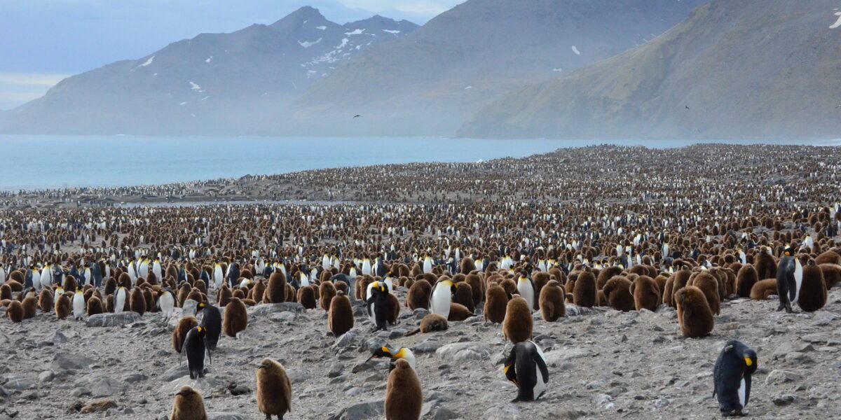 penguins