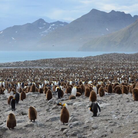 penguins