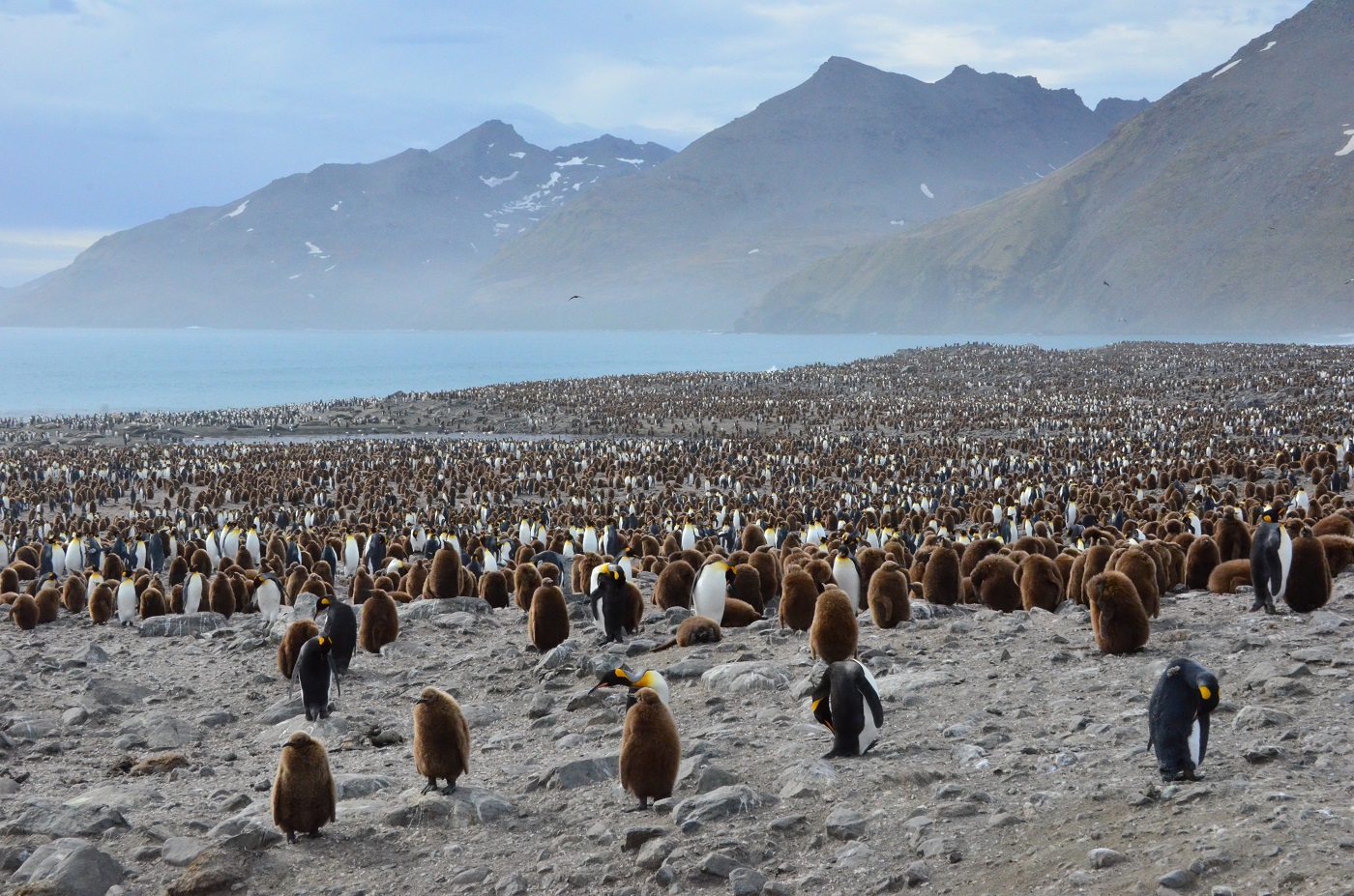penguins