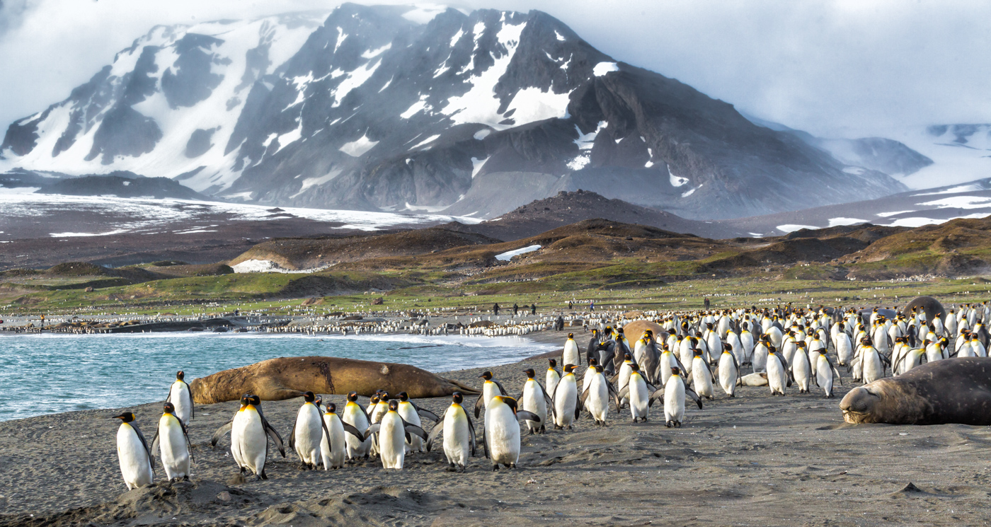 ANT_SouthGeorgiaKingPenguins_shutterstock175741865_freewithcredit