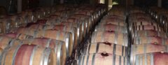 ARG_HowToWineTasteLikeAProfesional_HB_free