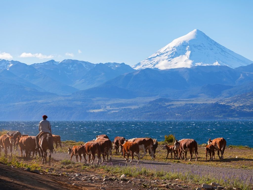 Herd of cows in the Argentinian Lake District