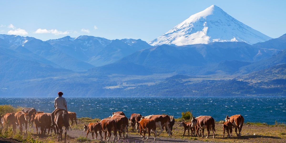 Herd of cows in the Argentinian Lake District
