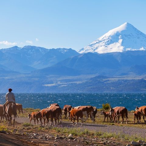 Herd of cows in the Argentinian Lake District