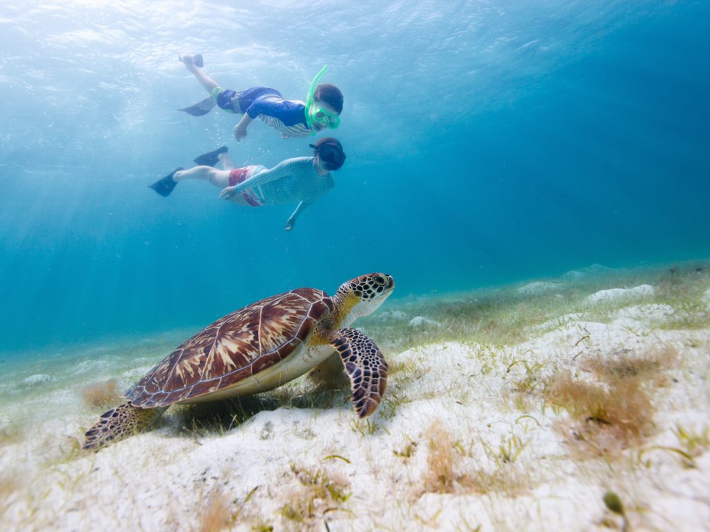 BEL_Hawkswbill_Sea_Turtle_shutterstock_205960696_freewithcredit