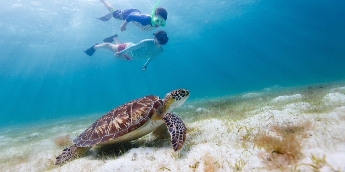 BEL_Hawkswbill_Sea_Turtle_shutterstock_205960696_freewithcredit