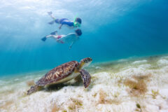 BEL_Hawkswbill_Sea_Turtle_shutterstock_205960696_freewithcredit