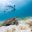 BEL_Hawkswbill_Sea_Turtle_shutterstock_205960696_freewithcredit