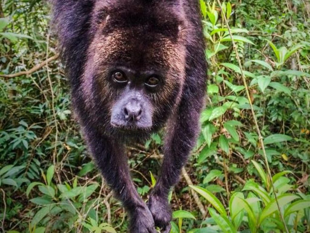 BEL_HowlerMonkey_WildBelize_RLinder