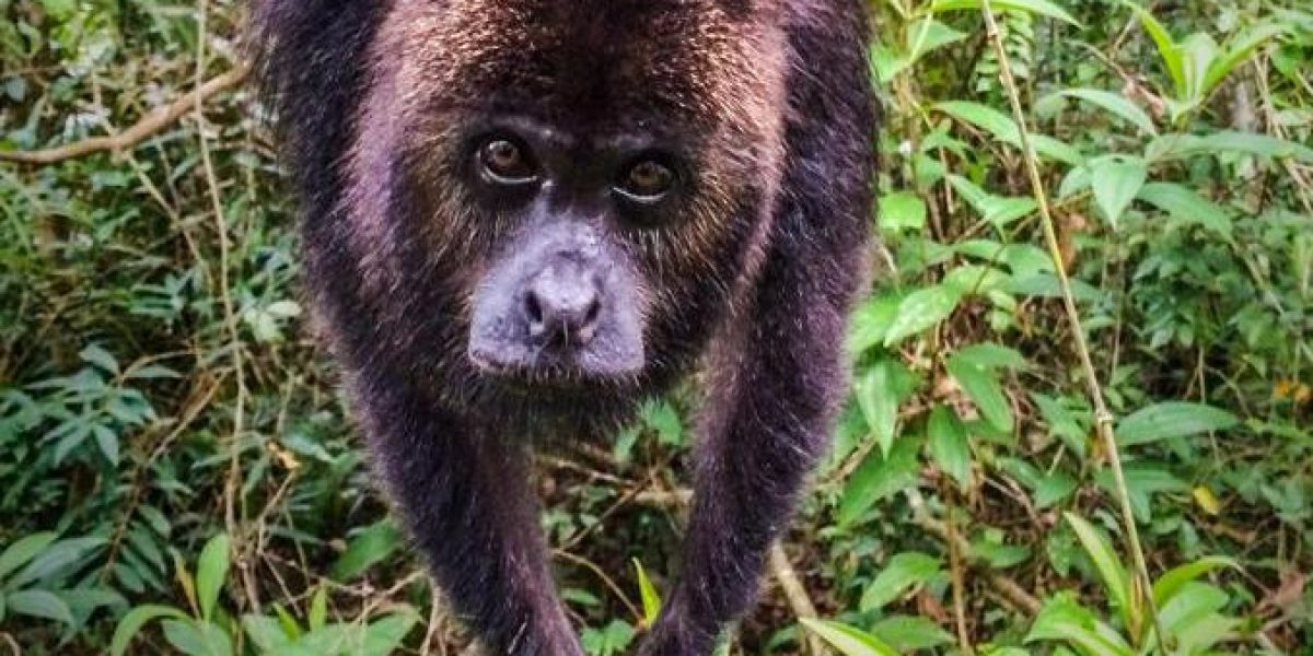 BEL_HowlerMonkey_WildBelize_RLinder