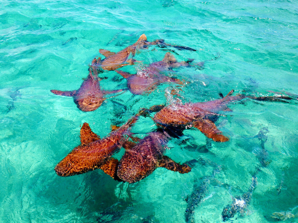 BEL_shark ray alley_BelizeTB_Free