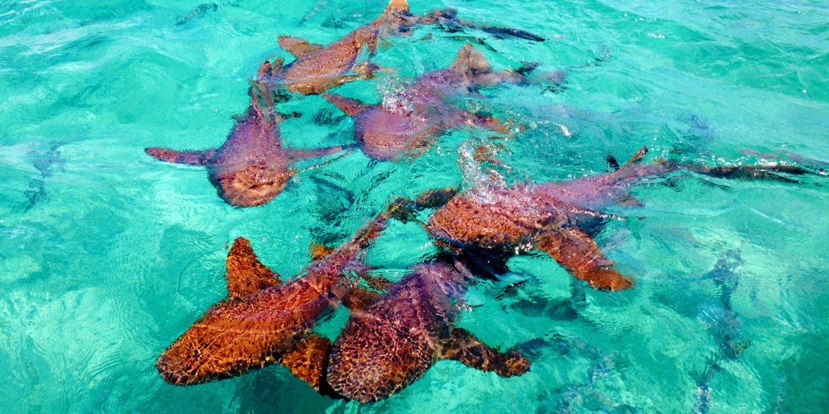 BEL_shark ray alley_BelizeTB_Free