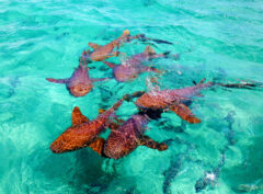 BEL_shark ray alley_BelizeTB_Free