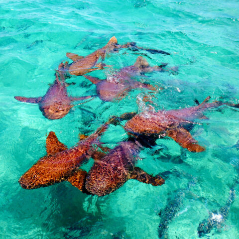 BEL_shark ray alley_BelizeTB_Free