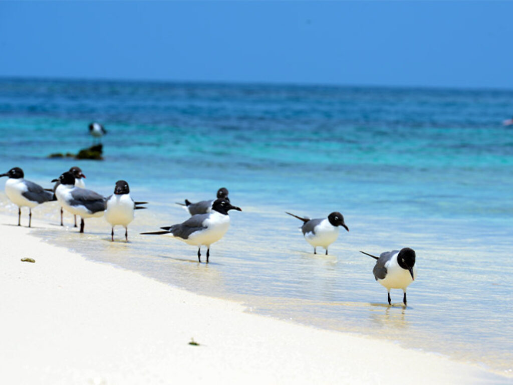 BIRDS ON BEACH IN BELIZE
