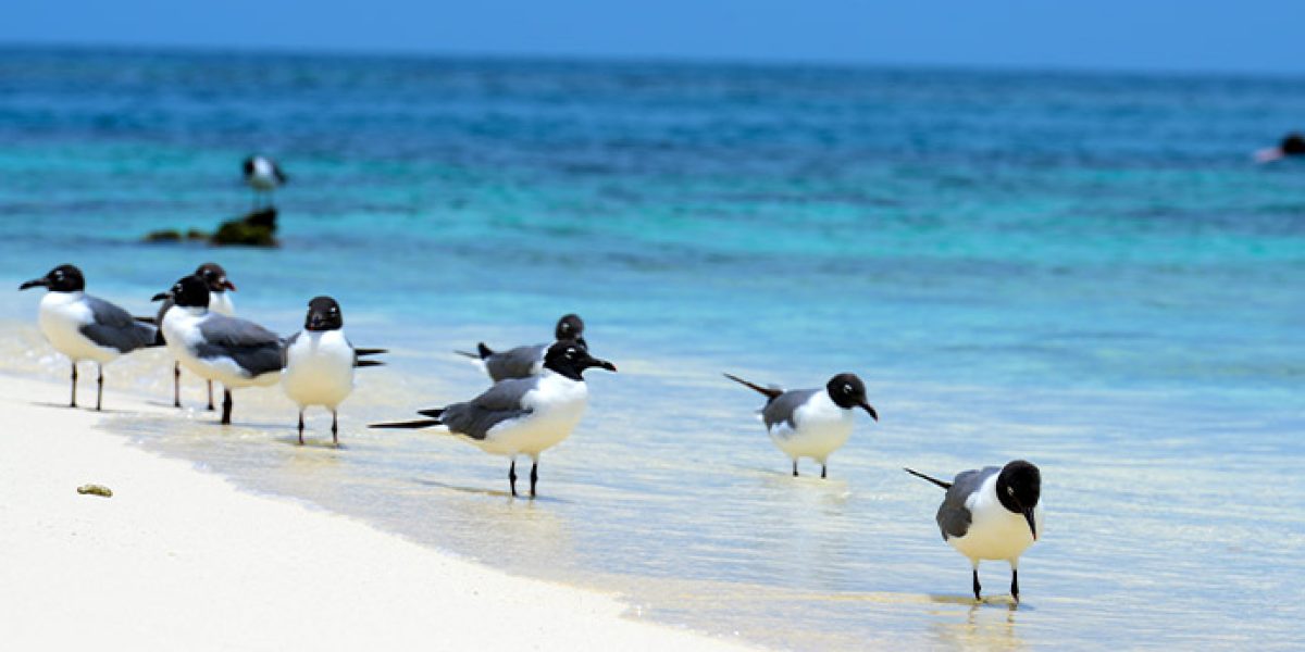 BIRDS ON BEACH IN BELIZE
