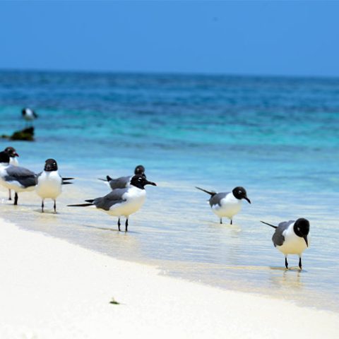 BIRDS ON BEACH IN BELIZE
