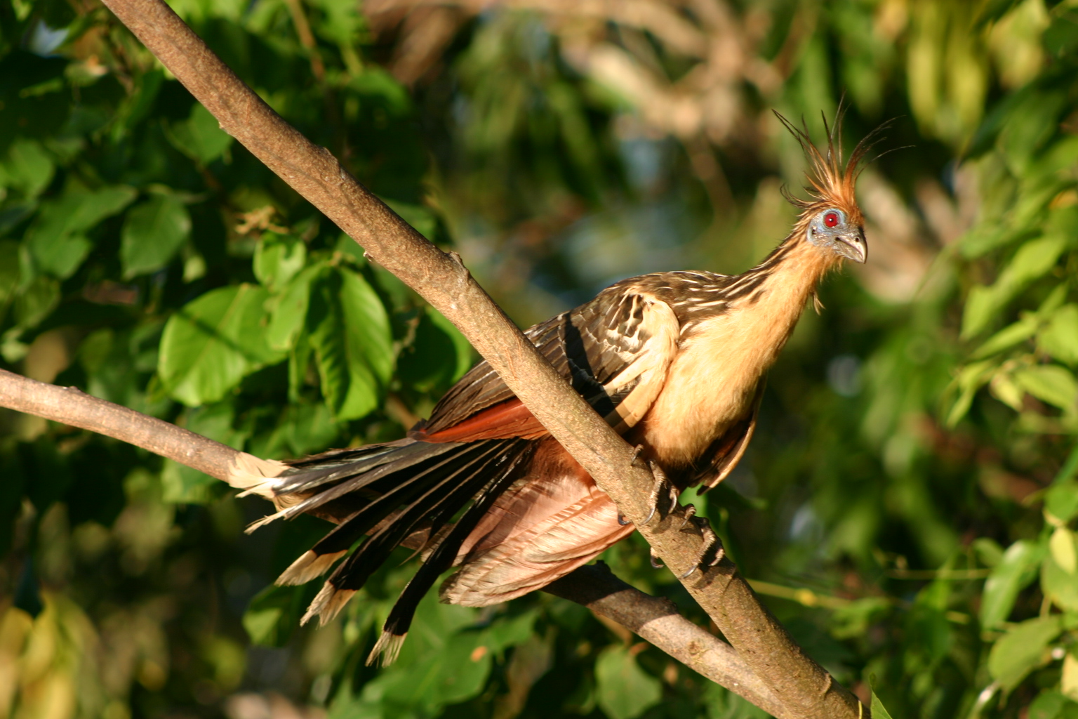 Hoatzin_Kate Hughes_FREE