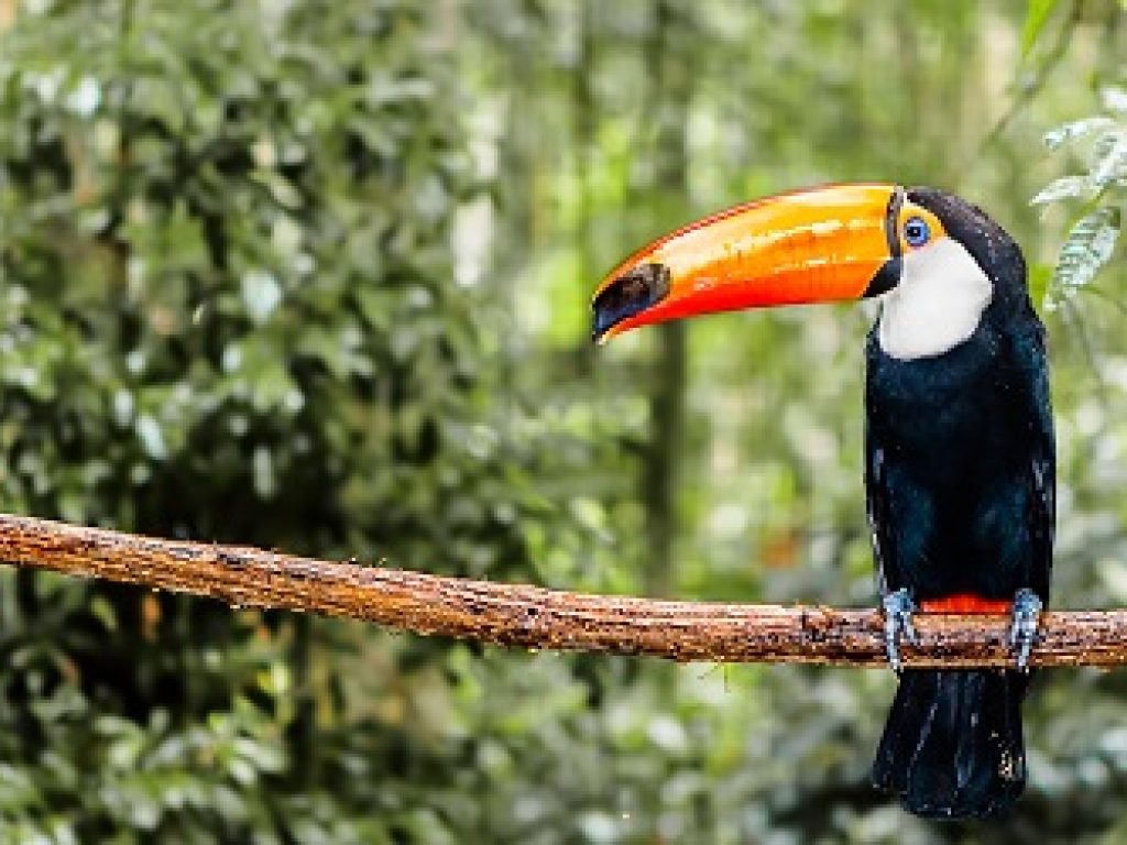 BRA_AmazonToucan_shutterstock154574105_freewithcredit