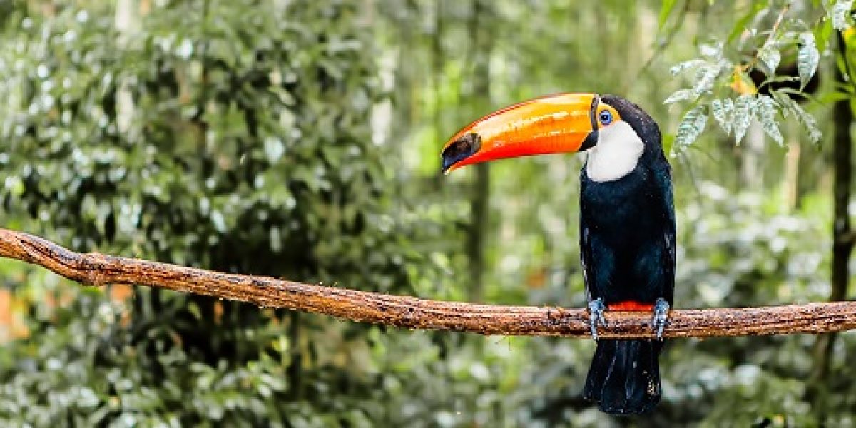BRA_AmazonToucan_shutterstock154574105_freewithcredit