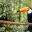 BRA_AmazonToucan_shutterstock154574105_freewithcredit