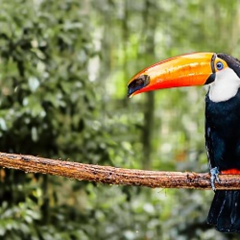 BRA_AmazonToucan_shutterstock154574105_freewithcredit