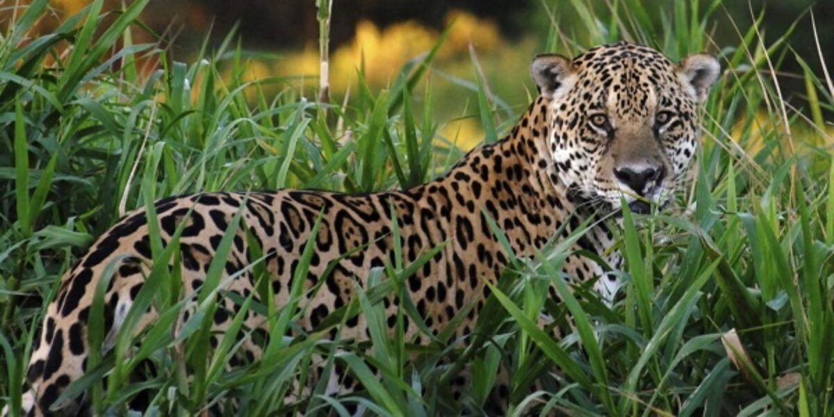 BRA_CampoGrande_Jaguar_shutterstock_freewithcredit