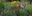 BRA_CampoGrande_Jaguar_shutterstock_freewithcredit BRA_CampoGrande_Jaguar_shutterstock_freewithcredit