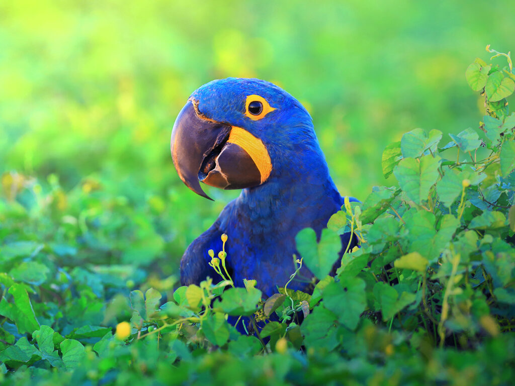 BRA_HyacinthMacaw_free_shutterstock_266767052