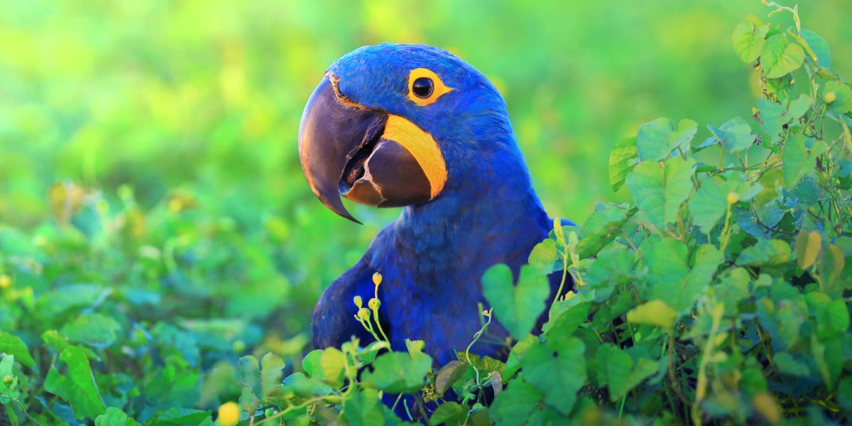 BRA_HyacinthMacaw_free_shutterstock_266767052