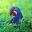 BRA_HyacinthMacaw_free_shutterstock_266767052