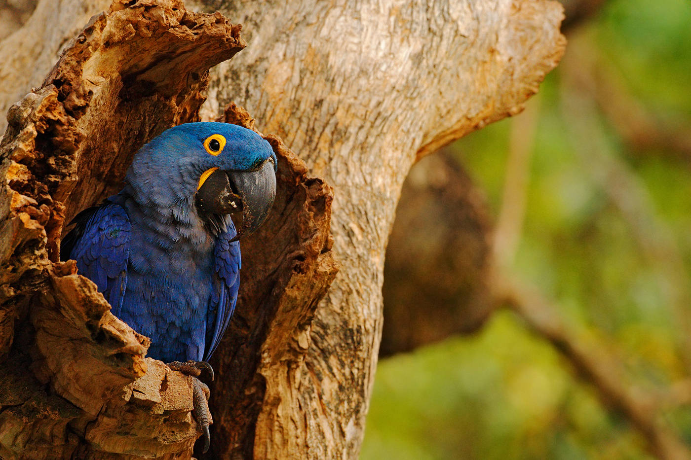 BRA_HyacinthMacaw_shutterstock_283426370