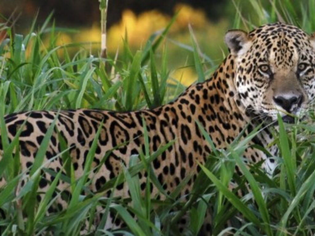 BRA_JaguarCrop_iStock3963528_free