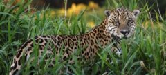 BRA_JaguarCrop_iStock3963528_free