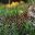 BRA_JaguarCrop_iStock3963528_free