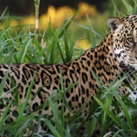 BRA_JaguarCrop_iStock3963528_free