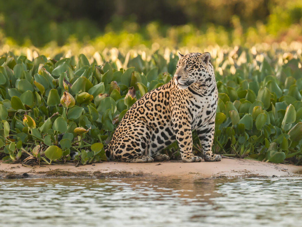 BRA_JaguarPantanal_shutterstock209804161_freewithcredit