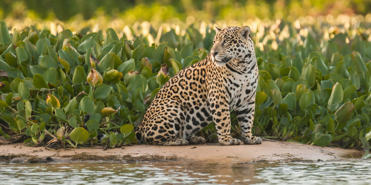 BRA_JaguarPantanal_shutterstock209804161_freewithcredit