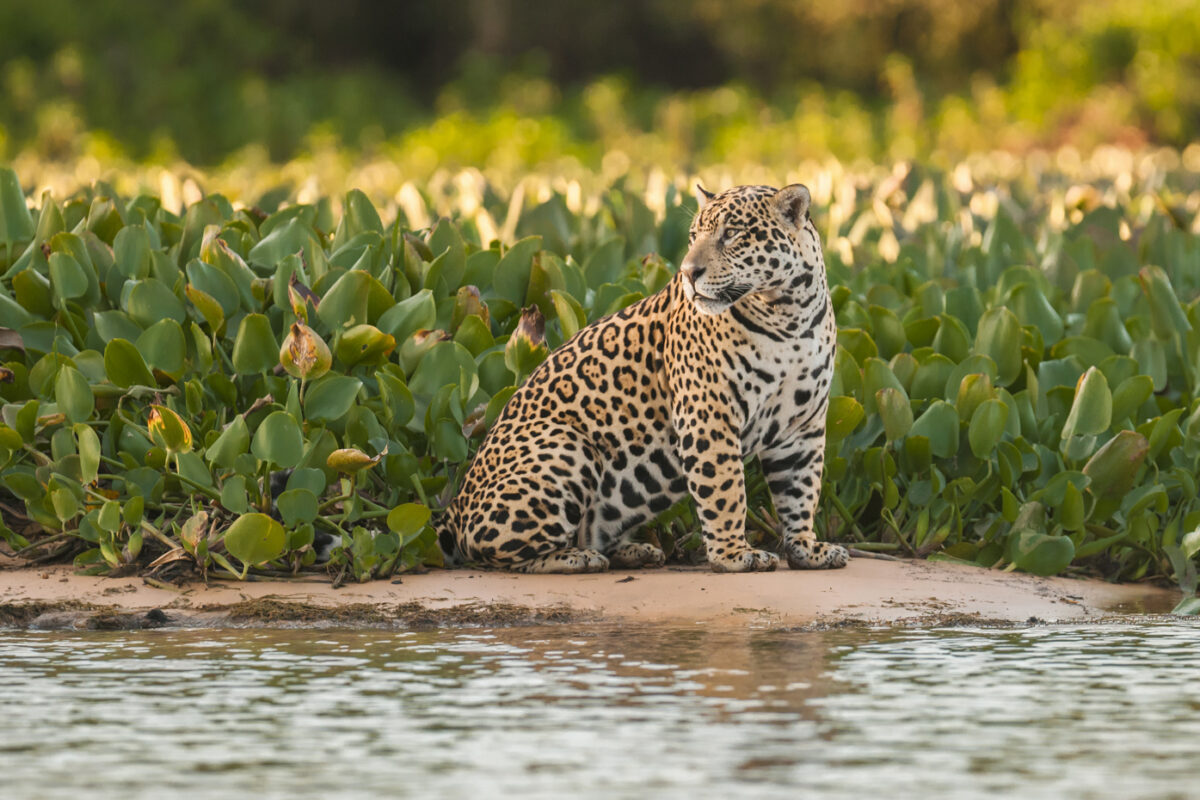 How to spot jaguars Ask the expert Journey Latin America