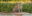 BRA_JaguarPantanal_shutterstock209804161_freewithcredit BRA_JaguarPantanal_shutterstock209804161_freewithcredit