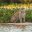 BRA_JaguarPantanal_shutterstock209804161_freewithcredit