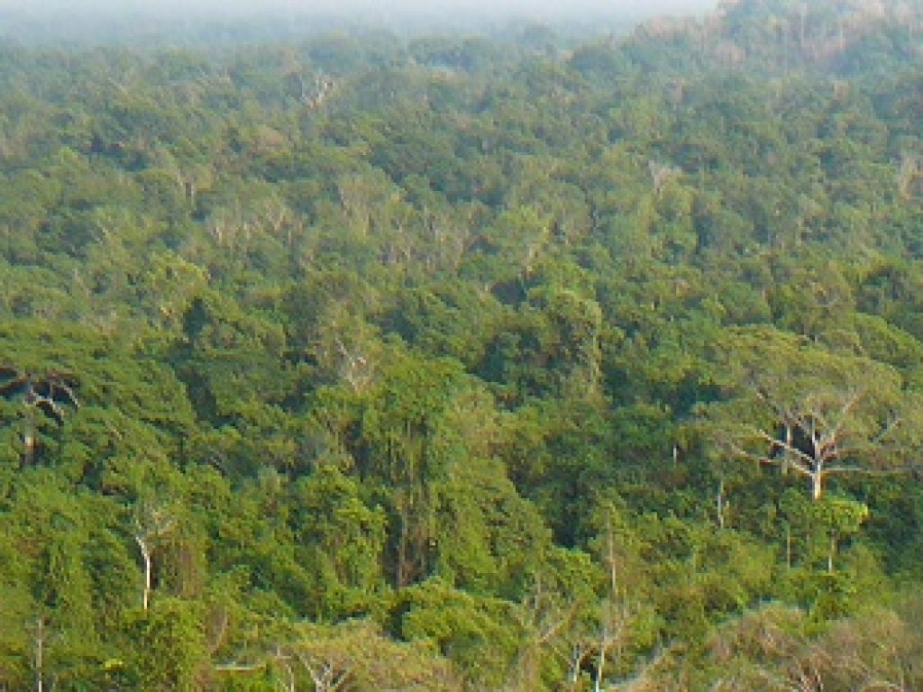 BRA_Jungle_DN_free