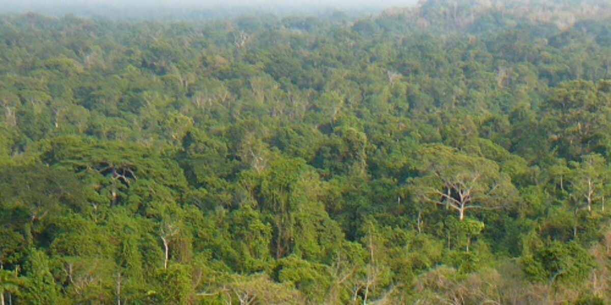 BRA_Jungle_DN_free
