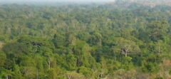 BRA_Jungle_DN_free