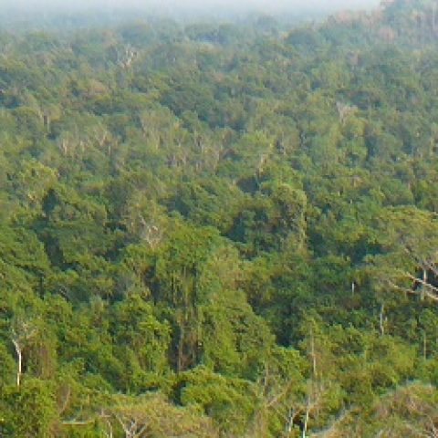 BRA_Jungle_DN_free