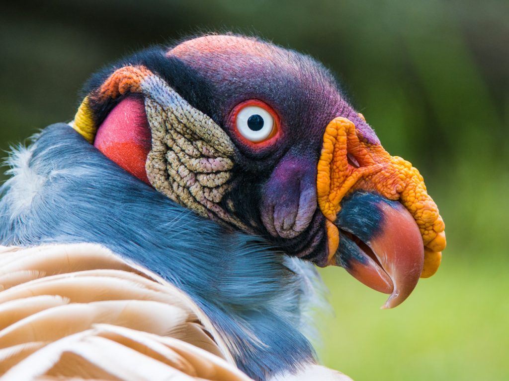 BRA_KingVulture_shutterstock_193658579_free