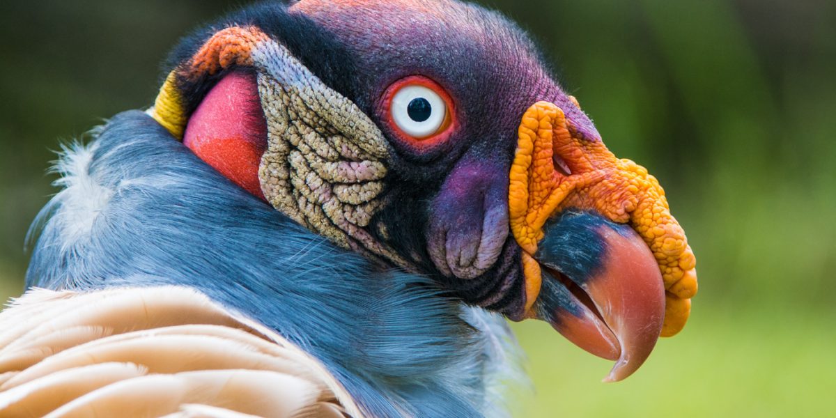 BRA_KingVulture_shutterstock_193658579_free