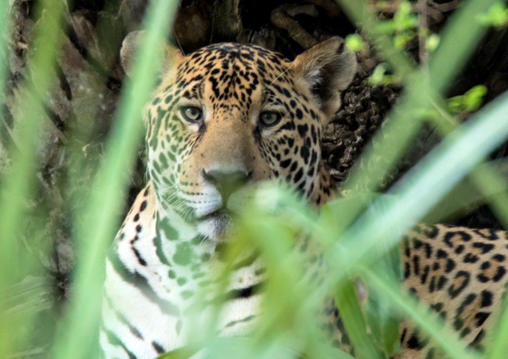BRA_Oncafari_Jaguar_HarveyLBrown_freewithcredit2