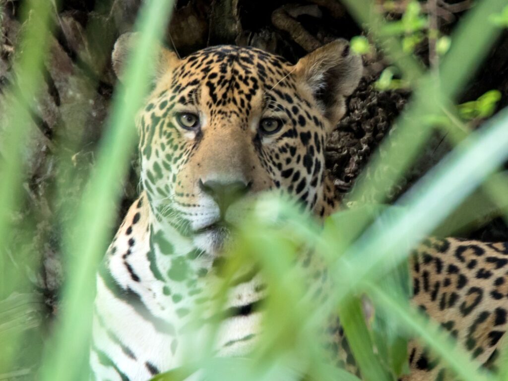 BRA_Oncafari_Jaguar_HarveyLBrown_freewithcredit2