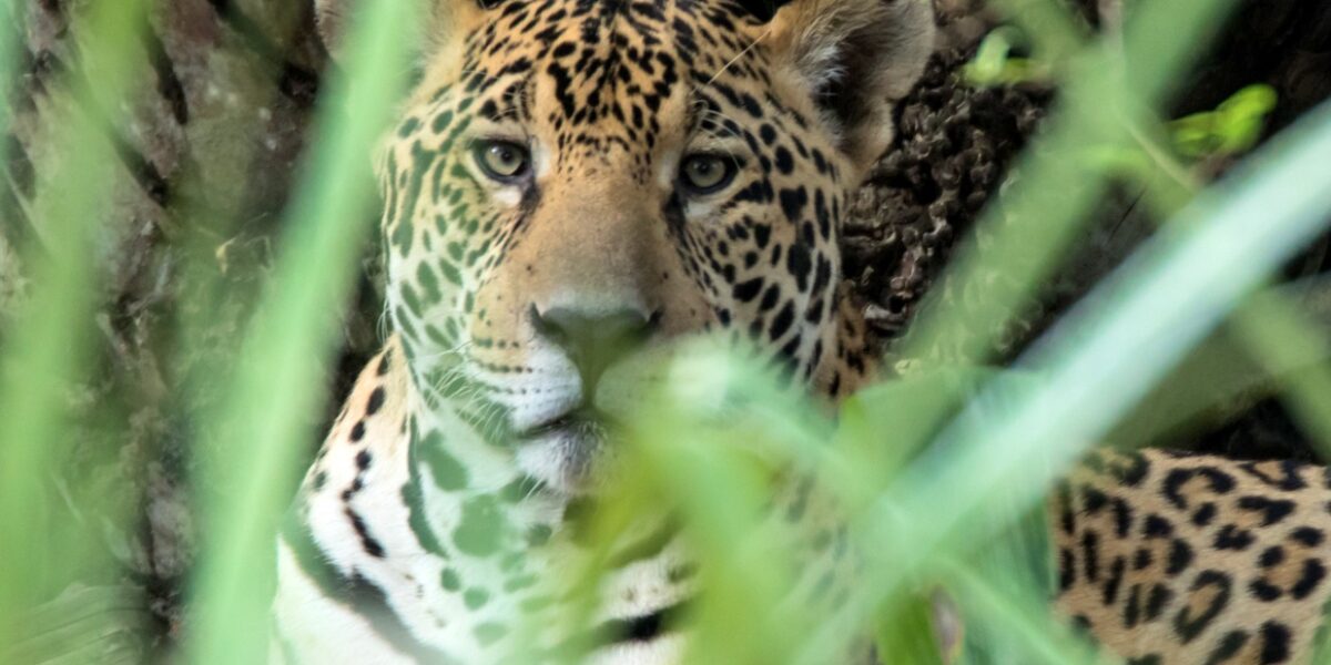 BRA_Oncafari_Jaguar_HarveyLBrown_freewithcredit2